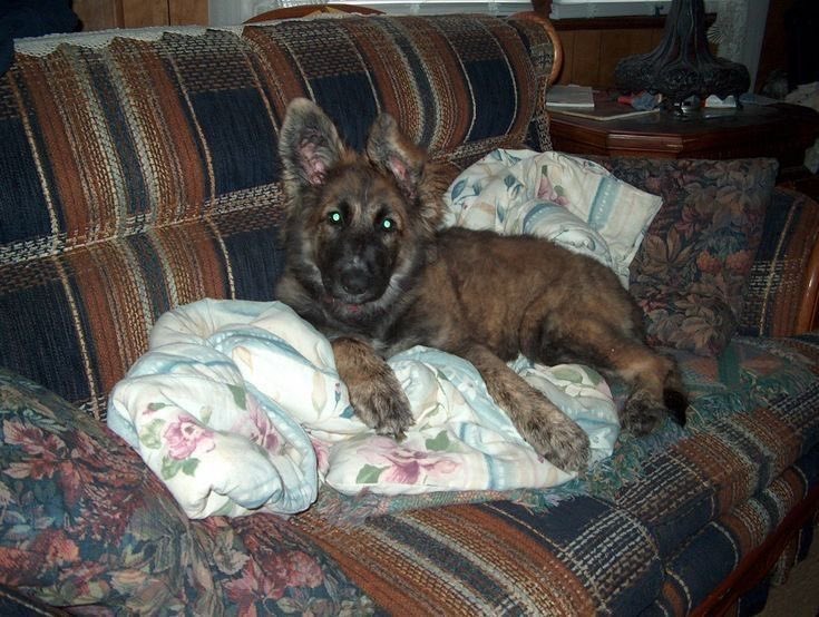 evilcomputrs's tweet image. •.        [ #shedtwt intro !  ]      .•
       17 ( 08 )  ,  intrsex male
   aspec , artist , computr builder
       rbx pressure enthusiast 
diagnosed did &amp;amp; schizoaffect
#npdtwt #PICA #edtwt #shtwt
        ♡ &amp;amp; ↻ to  be  moots  .ᐟ