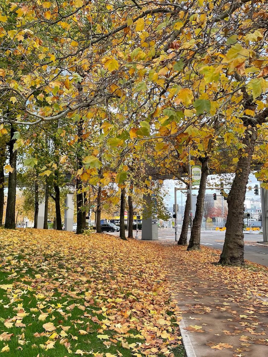 AdonisMoore14's tweet image. The air of late autumn is so rich it's intoxicating. Walking down the street, fallen leaves twirl gently beneath my feet.