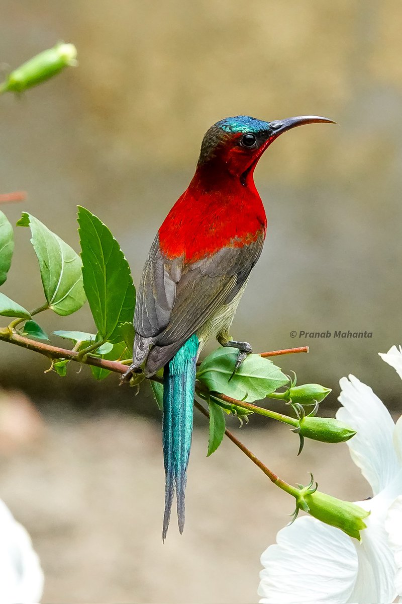 Pranab Mahanta tweet media