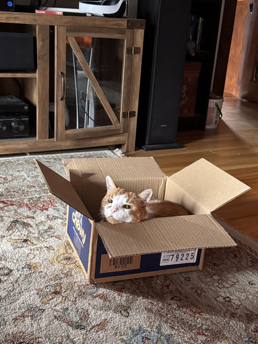 ladytforce's tweet photo. Perrin is quite pleased that his @Chewy order came this morning. #afternooncatnap #CatsOfTwitter #catsinboxes https://t.co/veDbGTLZdG