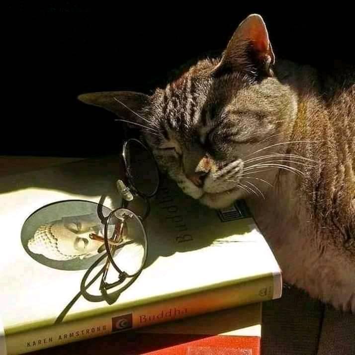 Добраніч! 🎵🎶🦋🐦🌍✨🩵💛🙏😽📚