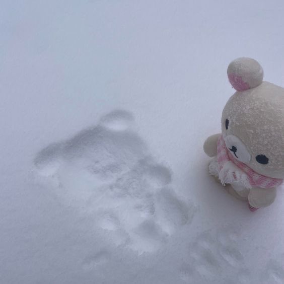 (*>.<*) ⚬◦❄︎ ❅ ❆