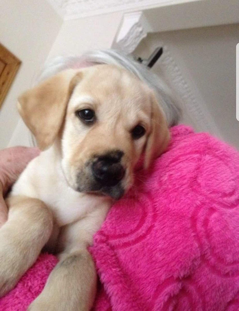 cmacfarlane30's tweet photo. @DameScorpio I lost my beautiful Zac last year and even though I went to see him at 6 weeks old out of all the litter he came to me
I picked him up and the breeder said to me "He has picked you" from then on he was my child!
We had happy adventures I'll love him for infinity
#BeautifulVideo https://t.co/sp1QoLkbSi