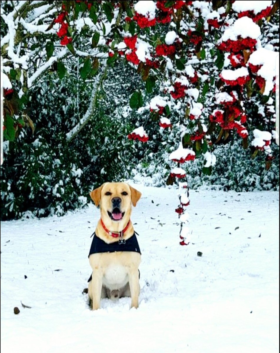 cmacfarlane30's tweet photo. @DameScorpio I lost my beautiful Zac last year and even though I went to see him at 6 weeks old out of all the litter he came to me
I picked him up and the breeder said to me "He has picked you" from then on he was my child!
We had happy adventures I'll love him for infinity
#BeautifulVideo https://t.co/sp1QoLkbSi