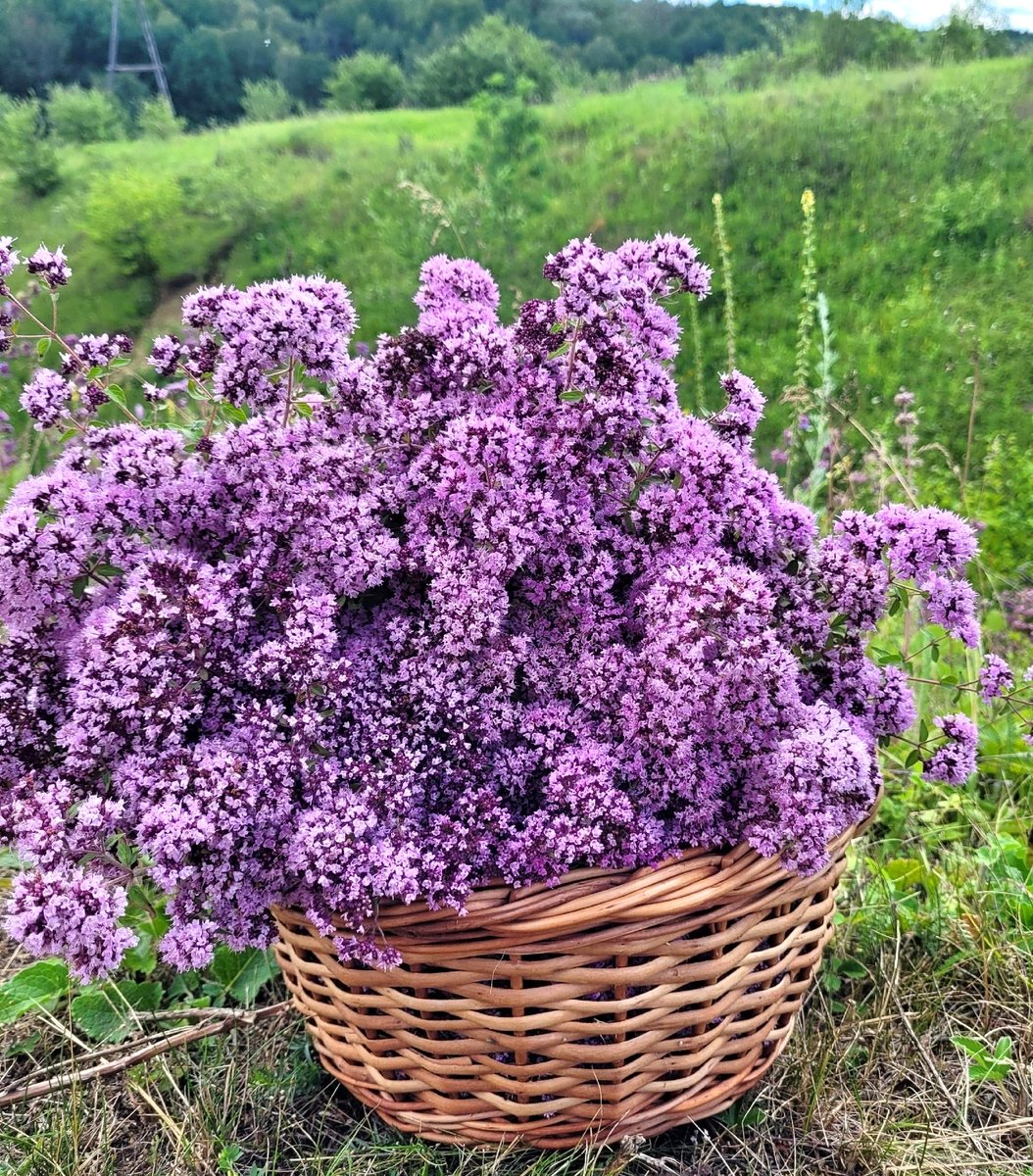 vmegre's tweet photo. Летнее Солнцестояние - самое сильное время для сбора трав.
Травки, собранные на Летнее Солнцестояние, дадут много энергии и сил зимой. Это всё связано с ритмами природы. До этого момента световой день рос, травы напитывались энергией солнца, а после… https://t.co/cPHhgCHDBP https://t.co/0Q6Bchpbc3