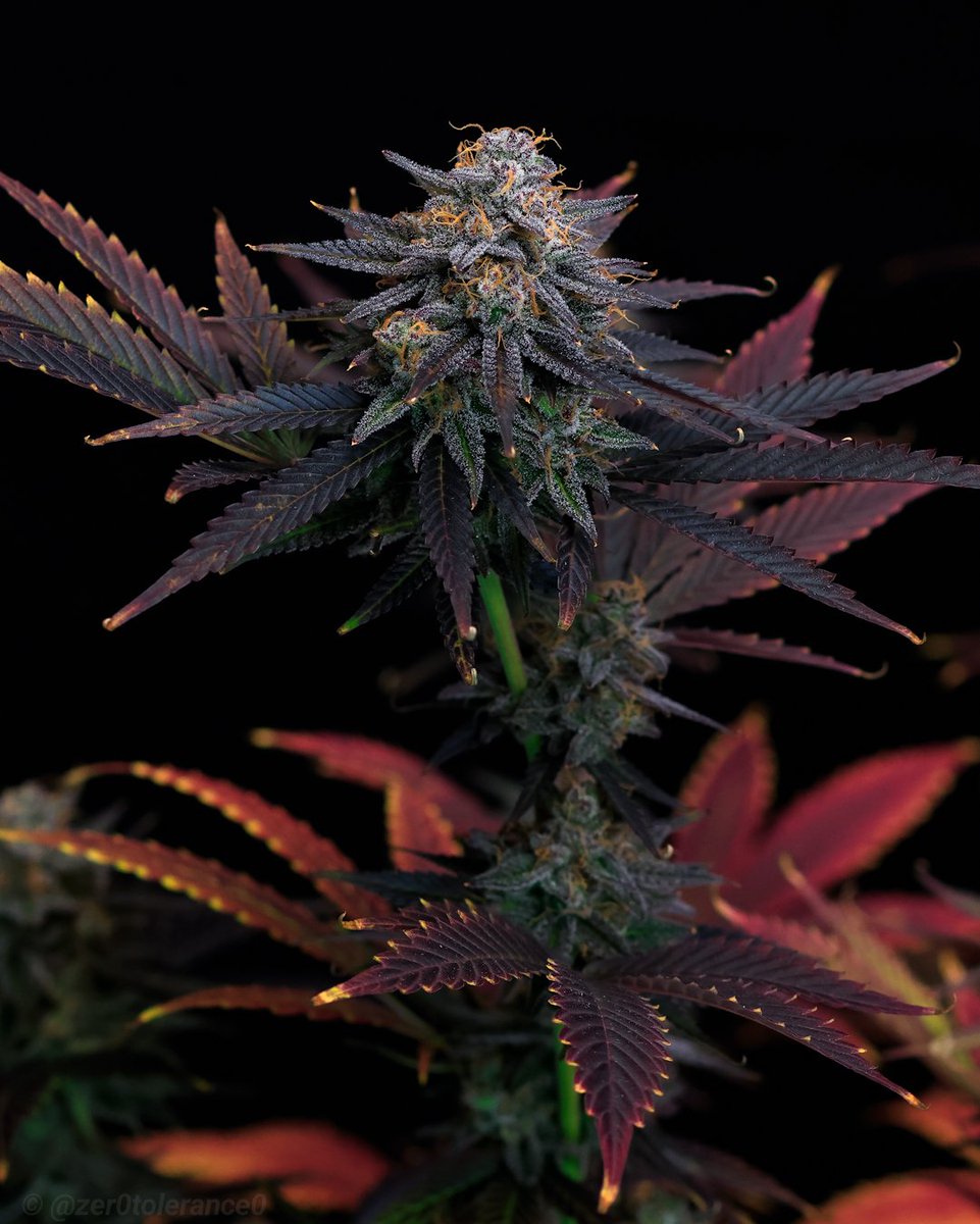 Love when they age so gracefully