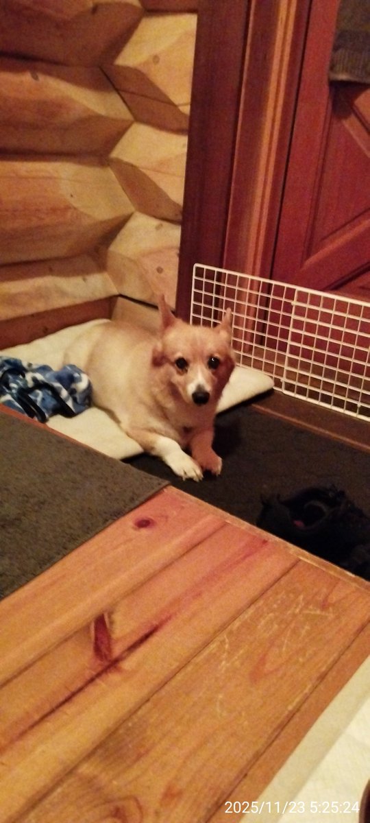 おはようございます。
今朝は雪も積もっていないので除雪は無しです。
予報では日中☃が降りそうですが、合間を見てらいちゃんのシャンプーへ行ってきます。😆