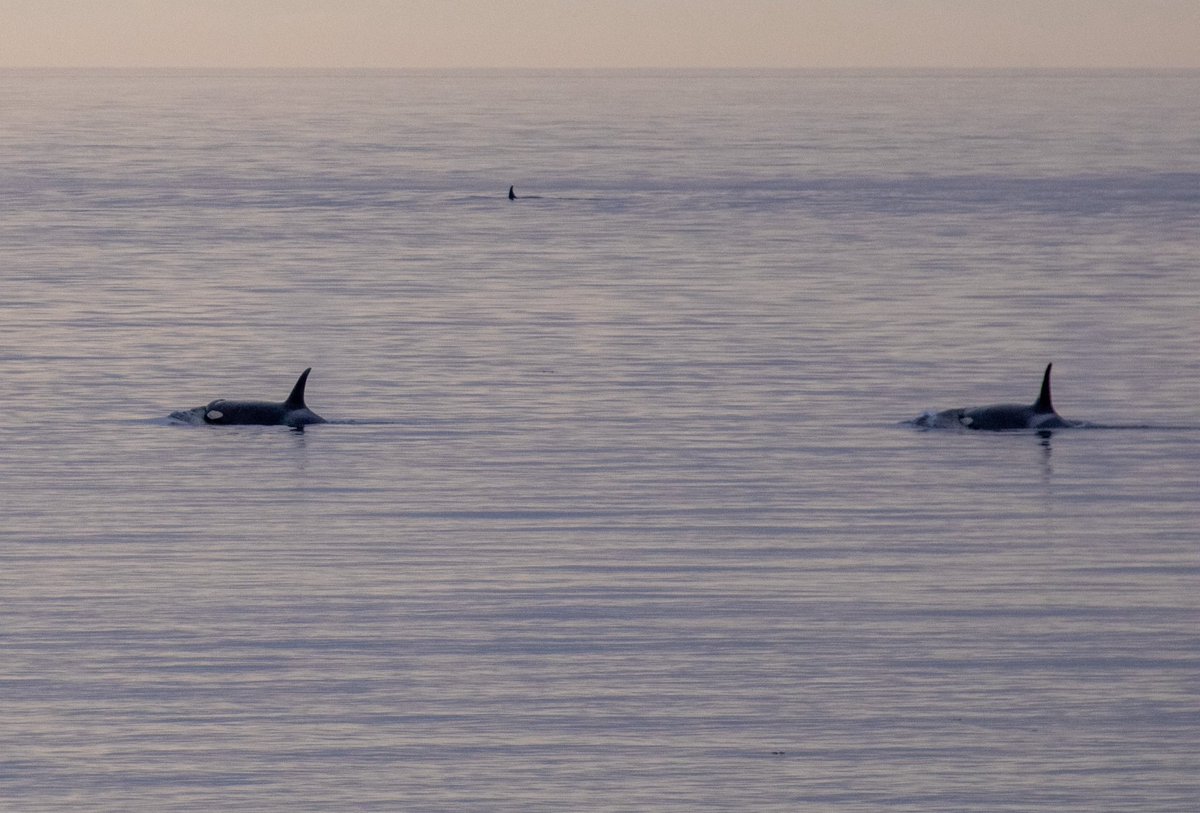 Orca Conservancy tweet media