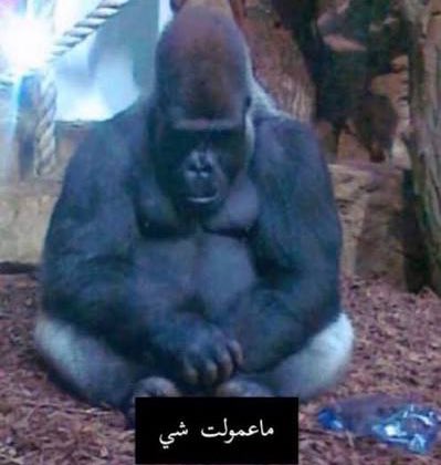 7Dakwt's tweet image. شجعت الكويت تعادل
شجعت قطر خسرت
شجعت الامارات خسرت
شجعت الكويت تعادل
شجعت البحرين خسرت 
شجعت قطر تعادل
السعوديه وعمان بالطريق