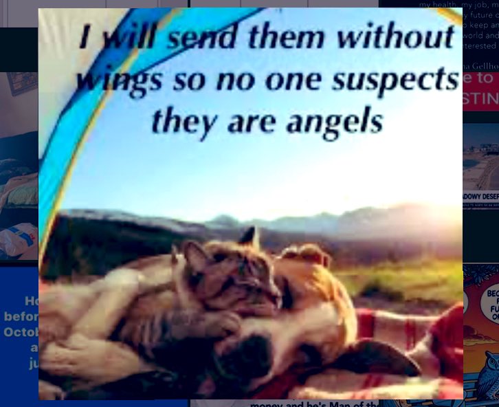 Laura //‼️animal abusers&zi0nists =scum‼️ tweet media