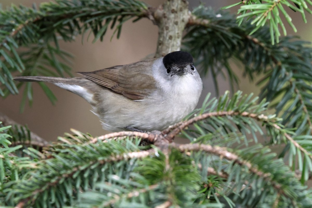 The look!
Darned paparazzi

Male Blackcap (Sylvia atricapilla)