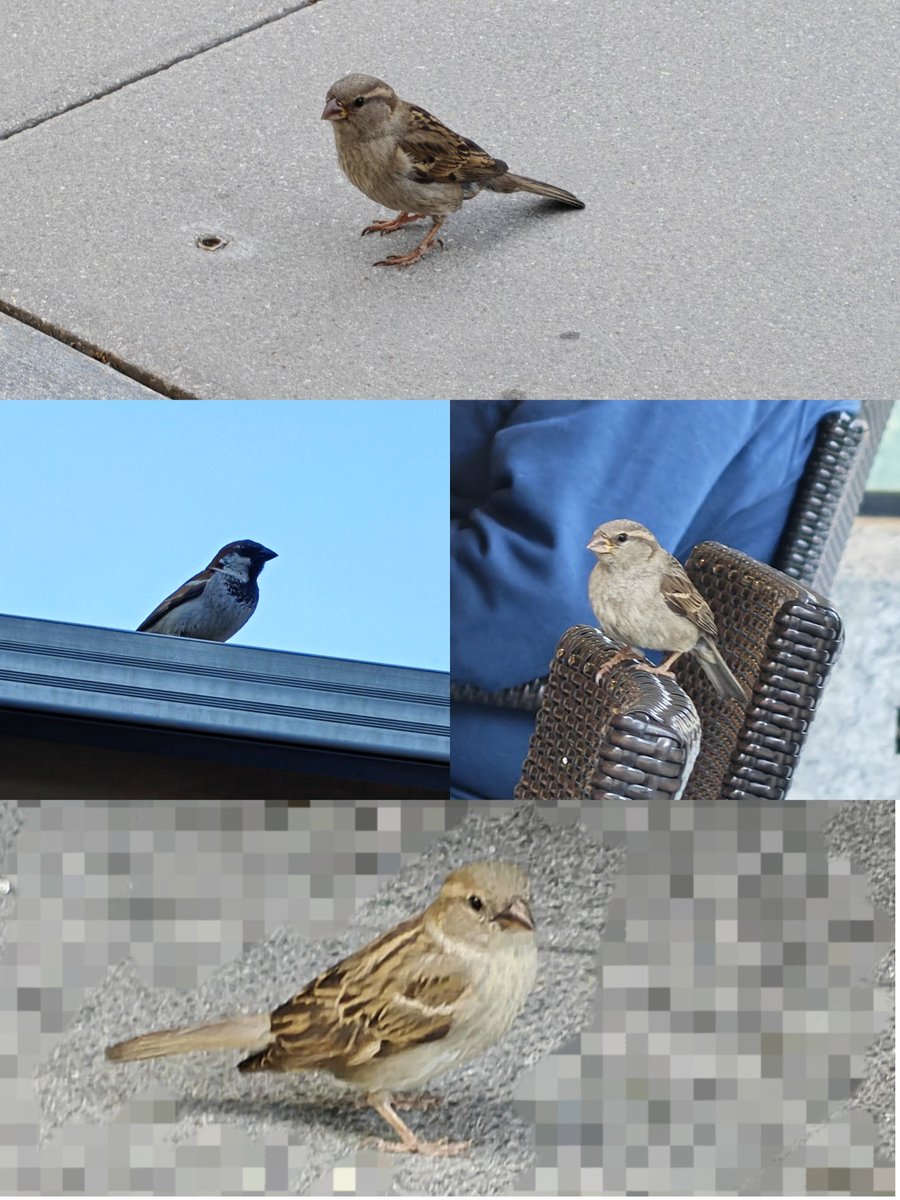 ManishJohari8's tweet photo. Todays Photography Challenge is: "SMALL BIRDS"
QP or Repost your favorite small bird image!
These are pics of House Sparrows, which have become a rare sight in Metros
#Theme_pic_India_sparrow
#photographychallenge #smallbirds
#indiAve https://t.co/66GvC9n2rP