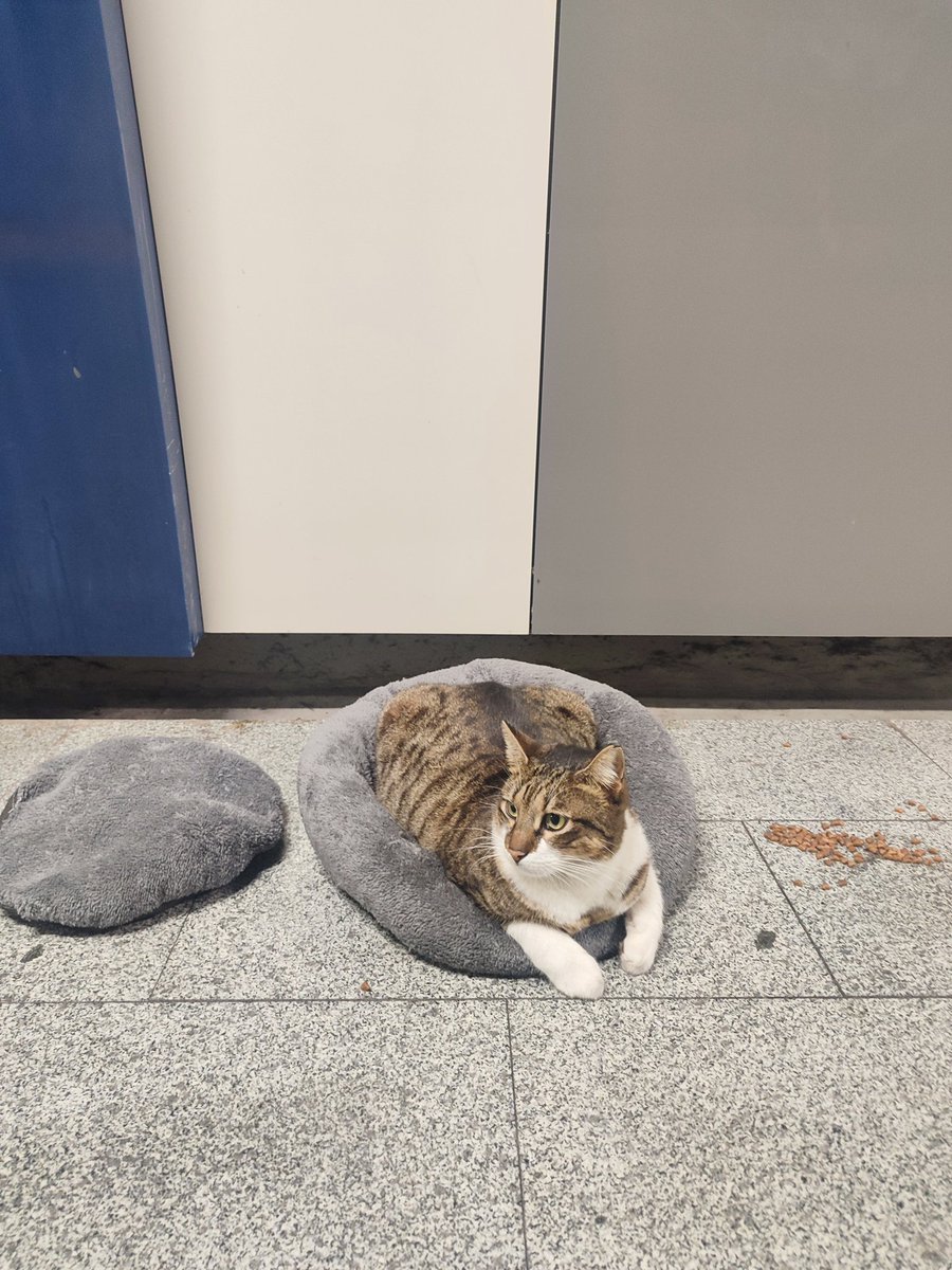 Kanyon kedi ile yarışır mı :) Nurtepe metro  kedimize de yardım :) #kanyonkedi #kağıthane #nurtepemetro