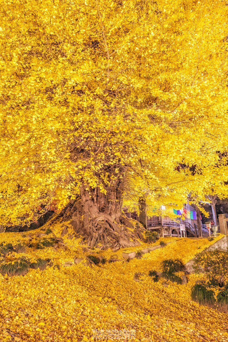 推定樹齢700年を誇る、埼玉県最大の東松山市岩殿観音正法寺の大銀杏