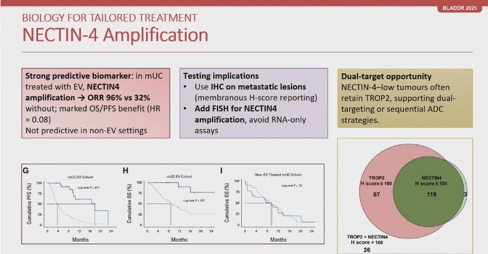 DrRishabhOnco's tweet photo. NECTIN4 is not one story. It is three different diseases hiding under one biomarker 📌
#GlobalForum25 #BLADDR25

🧬 1. Amplification = the super responder biology
Tumors with NECTIN4 amplification show ORR ~96 percent with EV vs ~32 percent without.
OS and PFS curves split early and stay apart.
FISH + IHC on metastases unlocks this group.

🧩 2. Loss = the broken door handle
Metastases lose membranous NECTIN4 in ~40 percent cases.
Low H score (0 to 99) links to EV resistance and shorter PFS.
RNA alone is unreliable. Protein matters.

🌍 3. Metastasis biology = the real tumor
Primary and metastatic tissue differ for FGFR3, HER2, NECTIN4, PD-L1.
Metastatic samples better predict response and resistance.
Trials must shift to validated biomarkers in MET tissue, ideally pre treatment.

🎯 Dual target opportunity
NECTIN4 low tumors often keep TROP2.
Sequential or combined ADC strategies make biological sense.

🔬 Takeaway
NECTIN4 is not ubiquitous.
Amplified, lost, or heterogeneous NECTIN4 determines whether EV works, fails, or needs a partner.

#OncoTwitter #MedTwitter #BladderCancer @OncoAlert @myesmo @esmo_open @asco @mirrorsmed