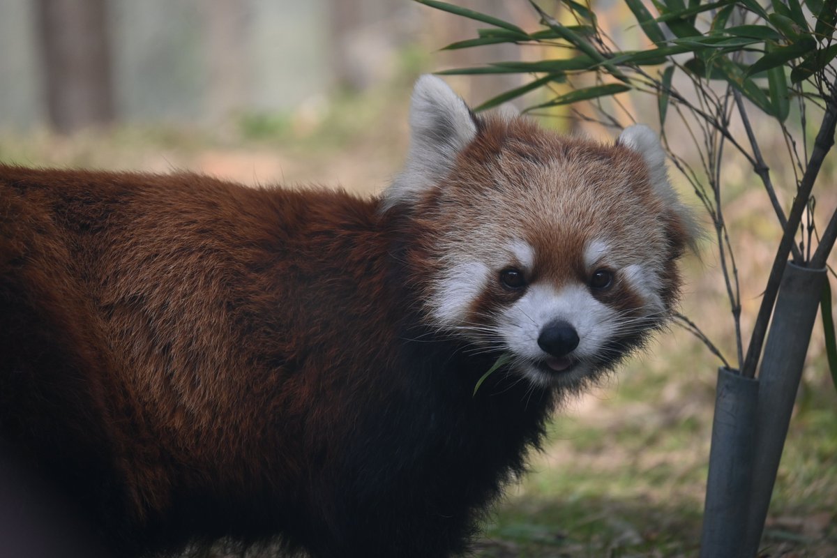 桜シャン子 (@pokkot1) / Posts / X