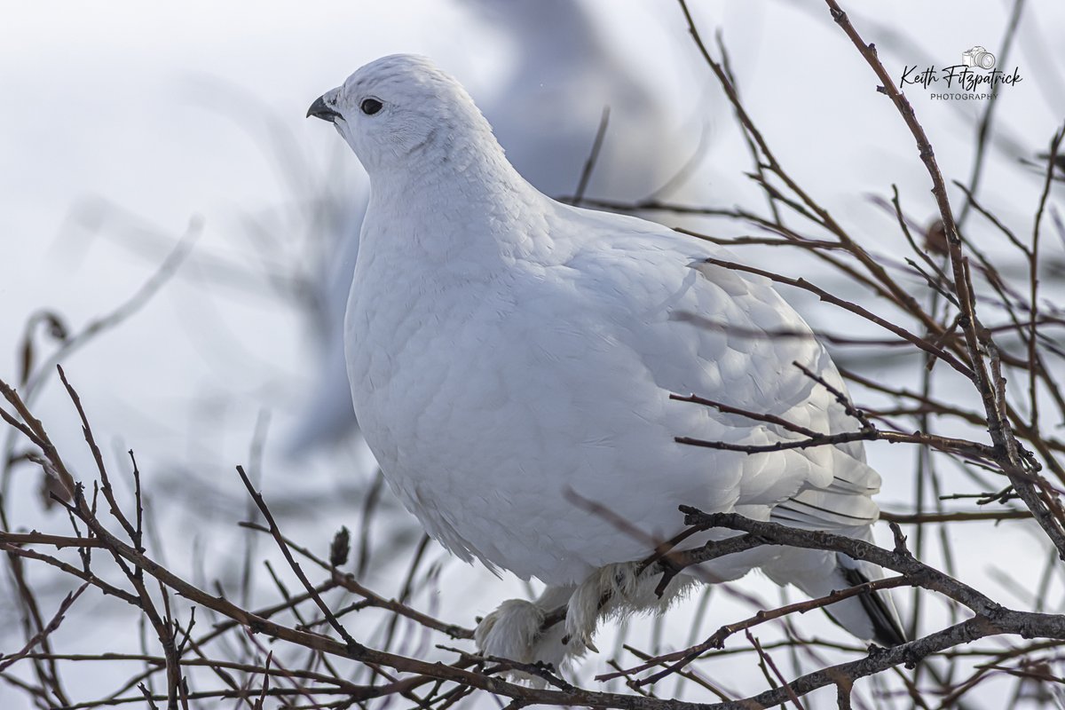 KeithFitz81's tweet photo. Yay its Snow Chicken(Ptarmigan) season in Labrador West #nlwx #wildlife #avian #avianphotography #birdphotography #wildbirds #nature #WildlifePhotography #thebigland #labrador #wethenorth #labradorwest #labradorstrong #snowchicken #ptarmigan #winterbirds https://t.co/mYbwzbJLMl