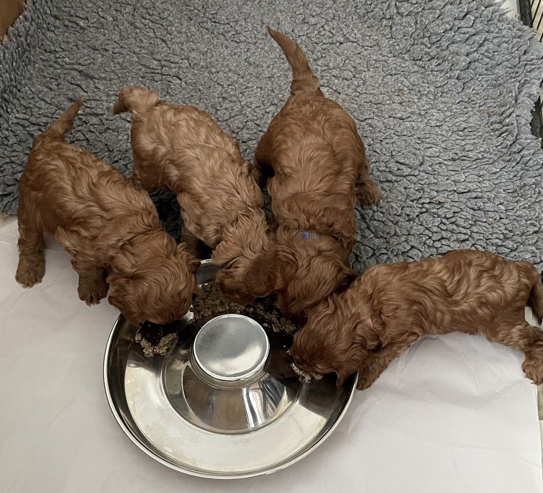 🆘2 DEC 2025 #STOLEN Mabel (mum) has been found safe in #Wouldham #Kent #ME1
4 CAVAPOO PUPPIES #STILLMISSING ONLY 5 WEEKS OLD😢 
##STOLEN FROM Thetford Road #ConeyWeston #IP31 nr #BuryStEdmunds #suffolk doglost.co.uk/dog/201163