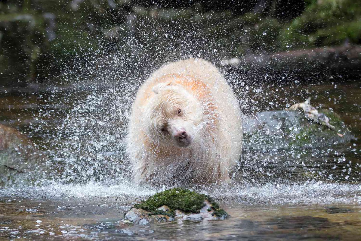 Spirit Bears move like ghosts through the misty temperate forest. These mystic white bears snuff and explore - And they are Real!

CivilizedBears.com/What-are-Spiri…

What are Spirit Bears? Sacred White Bears &amp; Native American Legends