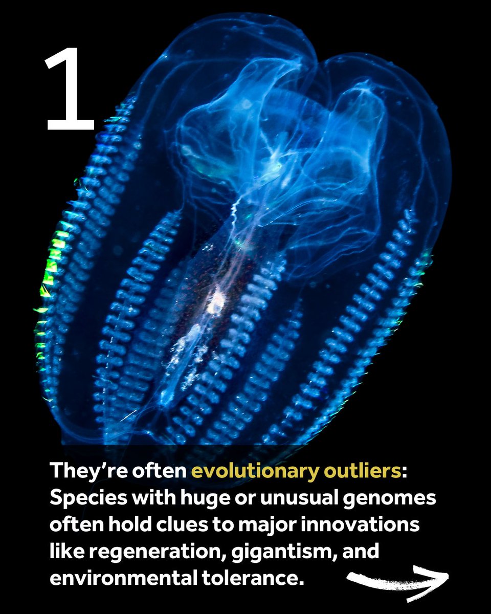 EBPgenome's tweet image. 🧬 Why are EBP-affiliated projects tackling the most difficult biodiversity genomes? Because the species with the biggest, weirdest, and most complex genomes often hold the biggest evolutionary secrets.  🧬 #genomics 🔬 #genomesequencing 🧩 #complex 🧬 #difficultspecies #Axolotl
