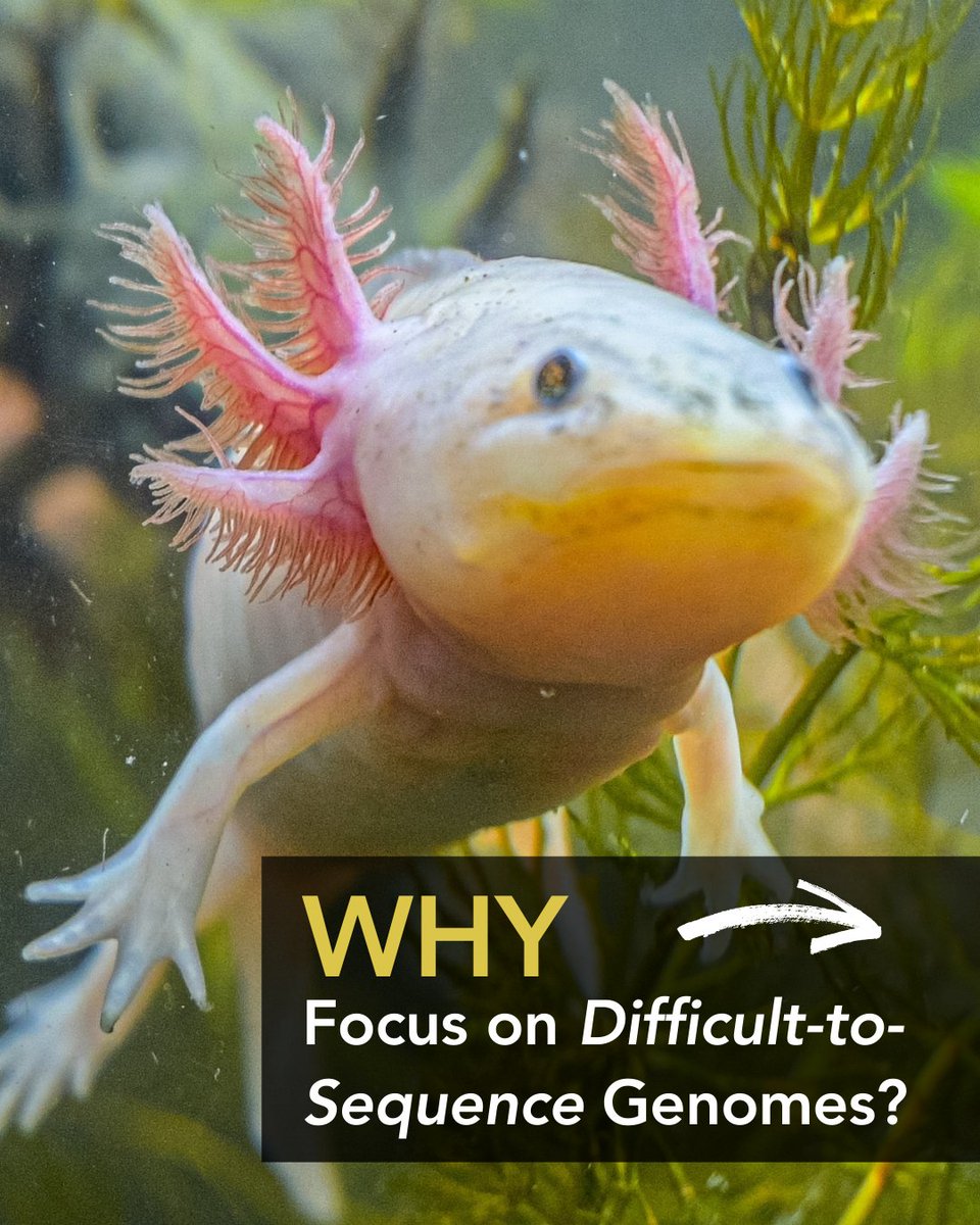 EBPgenome's tweet image. 🧬 Why are EBP-affiliated projects tackling the most difficult biodiversity genomes? Because the species with the biggest, weirdest, and most complex genomes often hold the biggest evolutionary secrets.  🧬 #genomics 🔬 #genomesequencing 🧩 #complex 🧬 #difficultspecies #Axolotl
