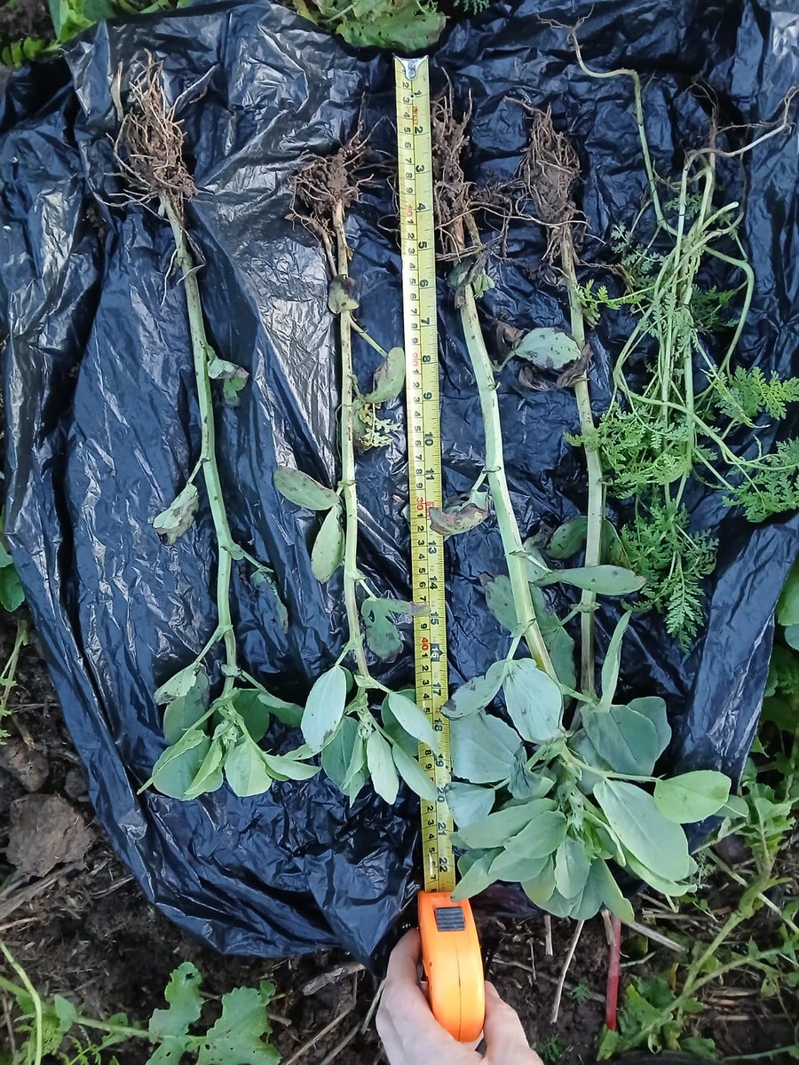 Everything Is Greenknowe tweet media