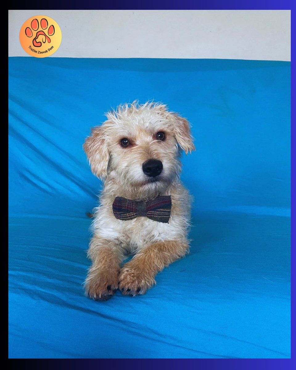 MARKO
Lep, čupav, malog rasta, 8 meseci star, veterinarski sređen.
Nalazi se u Beogradu i traži dom.
Kontakt DM ili ☎️0642288288
#UdomljavanjePasa