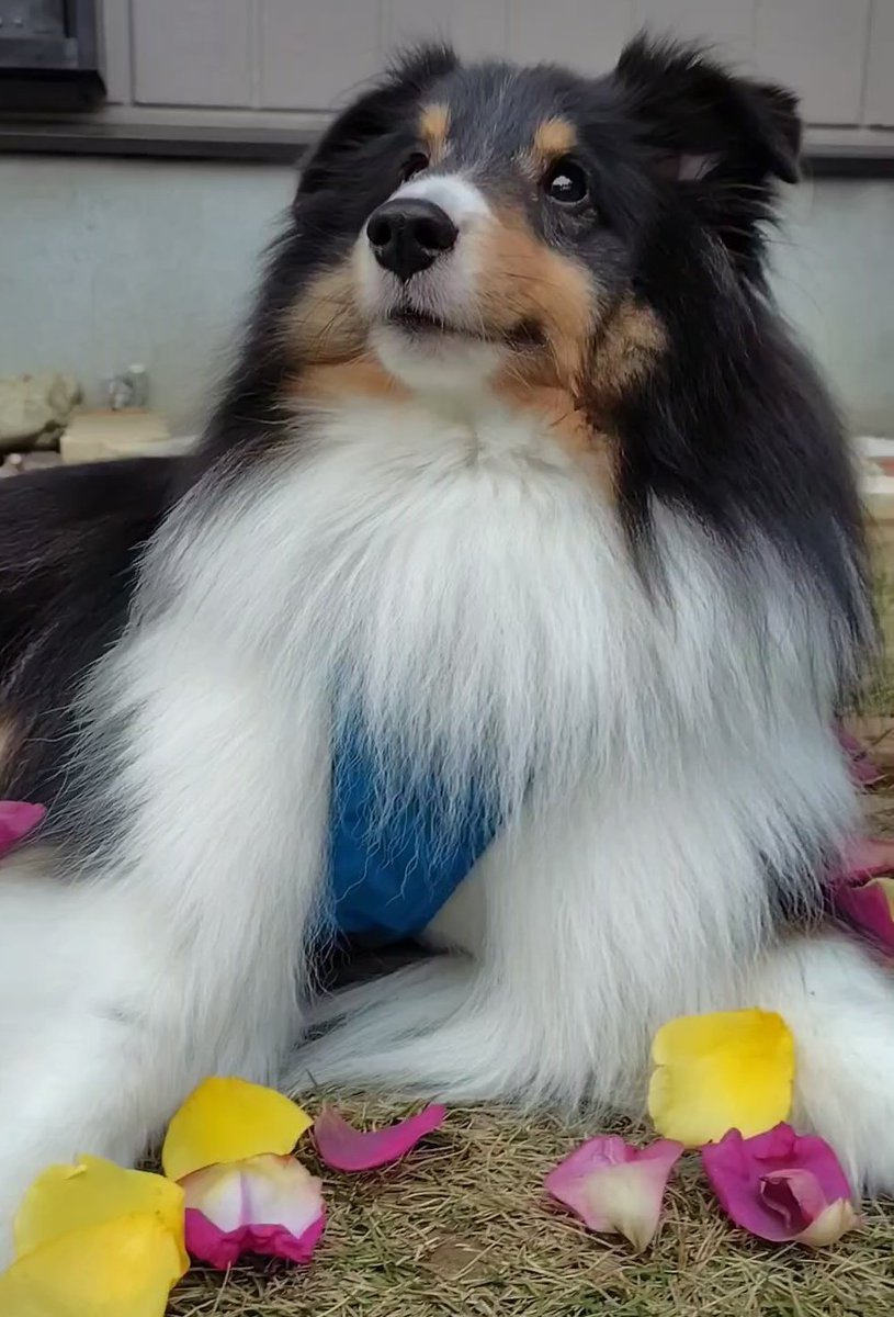 ルーク (@LuckyLeonLuke) / Posts / X