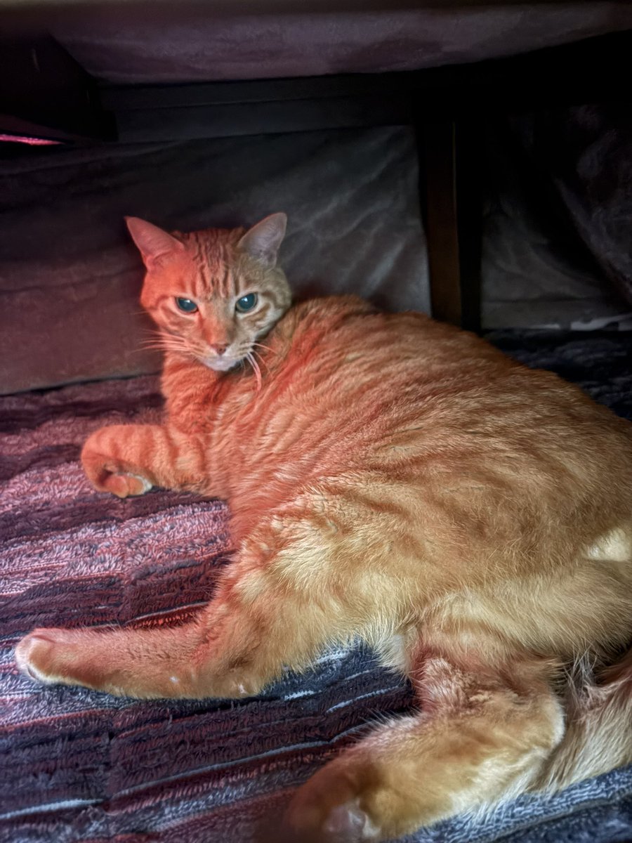 虎丸 (@toramaru7703) / Posts / X