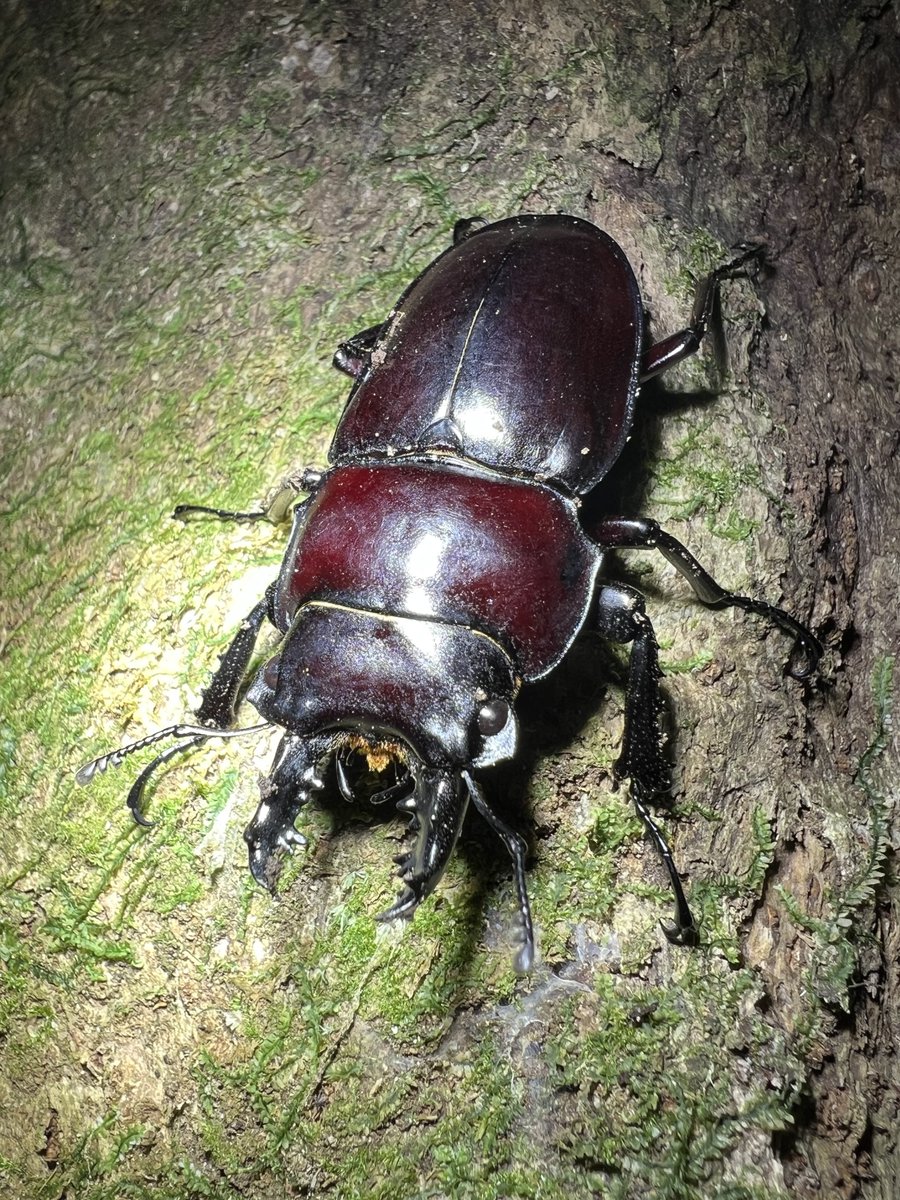 12月マルバネチャレンジ！！ まだおりました！大歯ではないものの