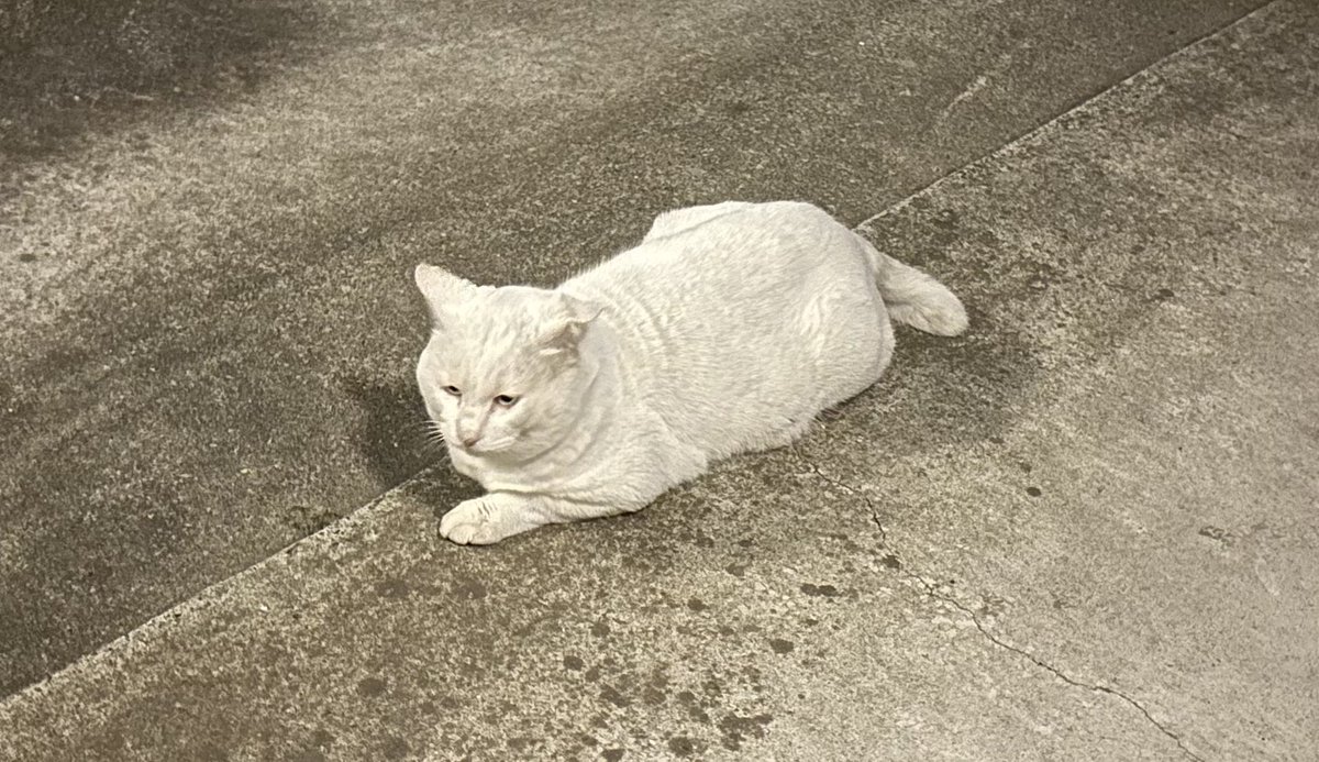 朝早くドアを開けたら、黒猫ちゃん2匹と白猫ちゃんが休んでました