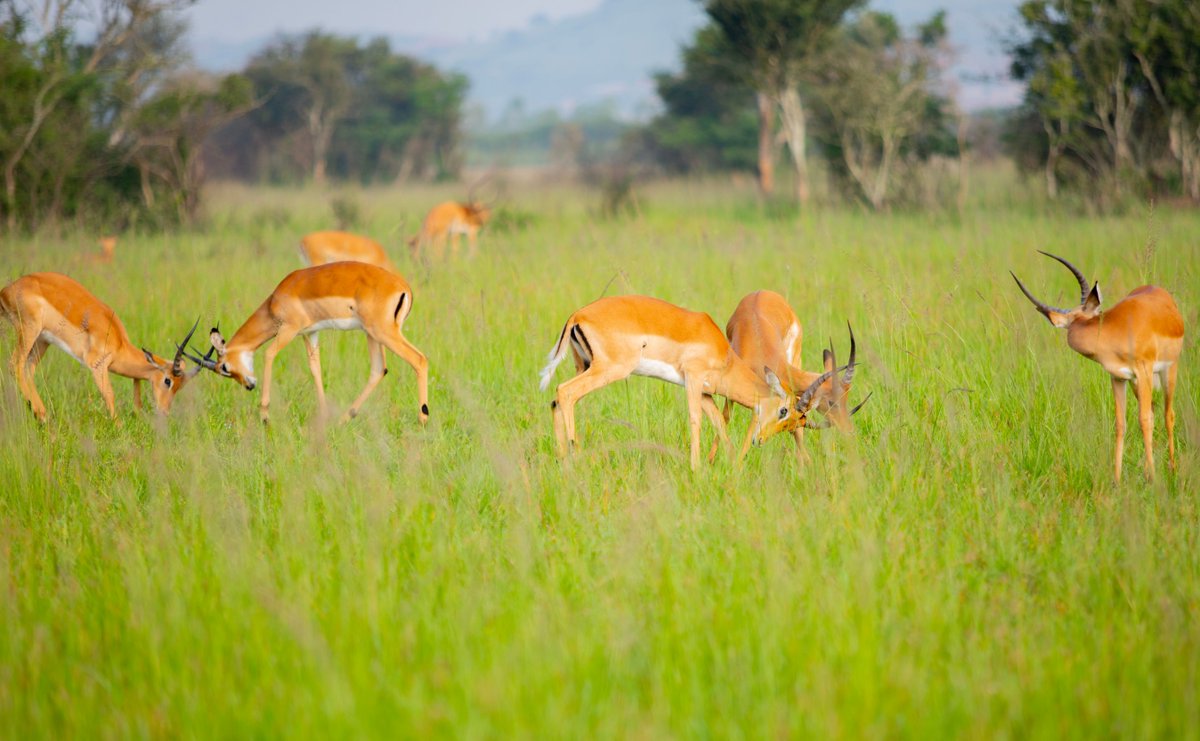 Destination Rwanda tweet media