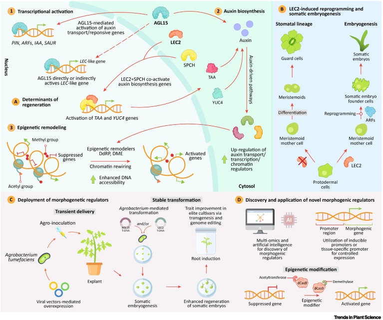 TrendsPlantSci's tweet photo. Understanding the genetics of cotton regeneration to help improve cotton https://t.co/kUL5pnIGNf #plantscience https://t.co/ktsu2S3uOA