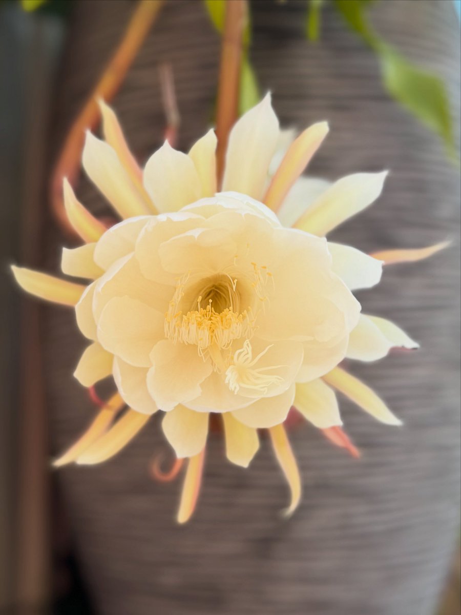 Mitchell Squires tweet media