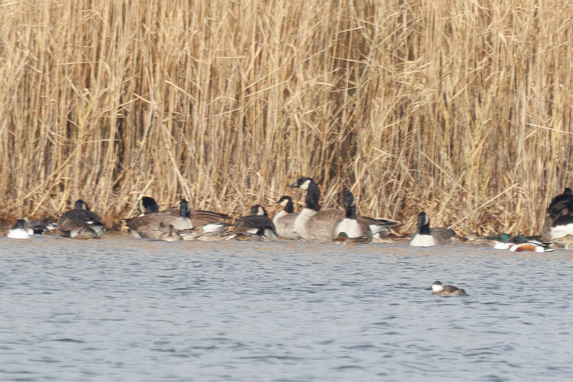 breaking tweet media