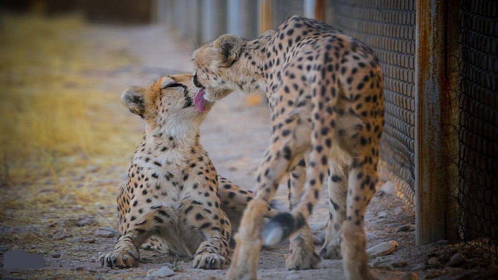 Iran launched its cheetah conservation project in 2001 with support from the UN. It grew into the country’s most committed effort to save a single species. As the last home of the Asiatic cheetah, Iran carries a responsibility no other nation shares.
#internationalcheetahday