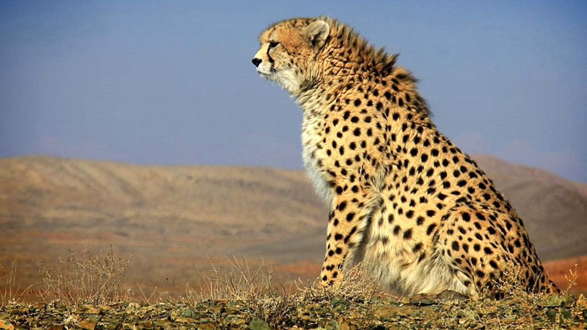 Iran is the last remaining habitat of the Asiatic cheetah, a subspecies whose population has always been fragile. Six provinces and ten protected areas hold the final strongholds, and habitat loss, road collisions, and prey decline are the major threats.
#internationalcheetahday