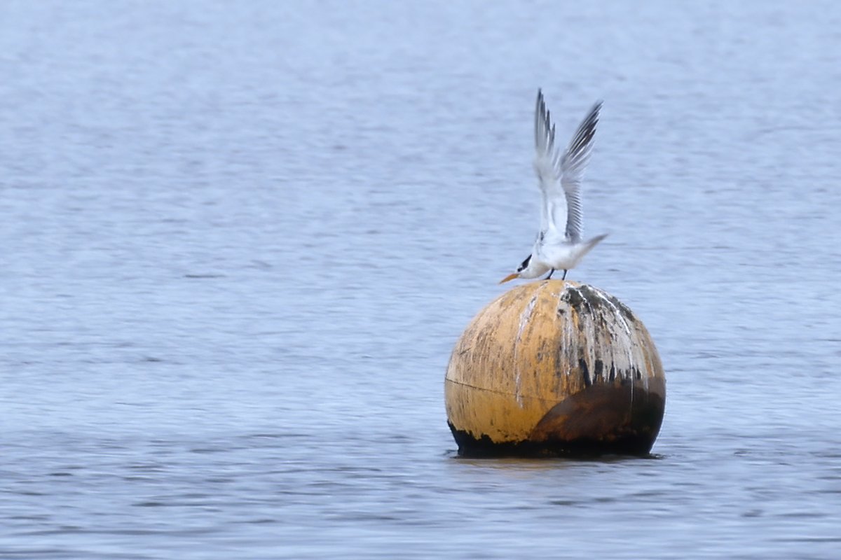 Shaun Ferguson 🇿🇦🇬🇧🏴󠁧󠁢󠁳󠁣󠁴󠁿 tweet media