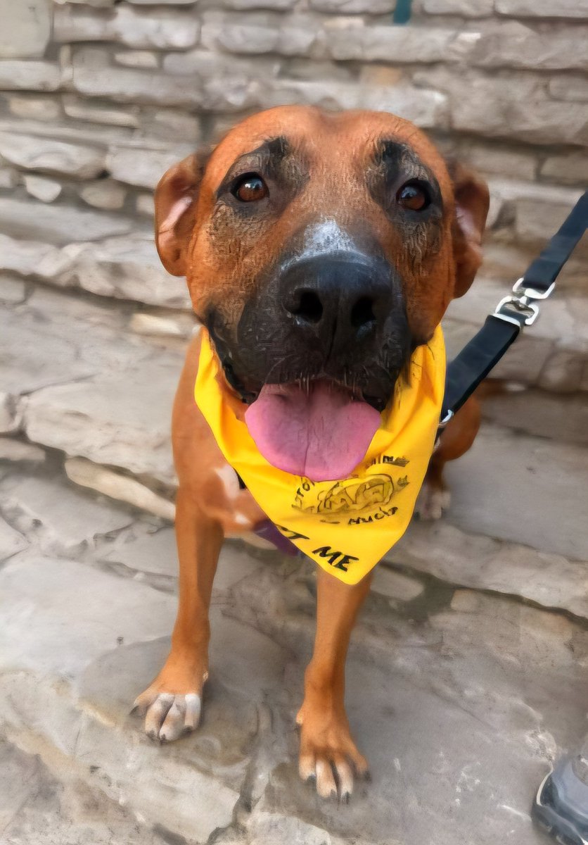 Aurelia sigue esperando un hogar, llegó en junio con sus 10 bebés, uno de ellos,  Lucio , sigue tambien aqui.
Nadie se fija en ella, no es una perra llamativa, pero es súper cariñosa. 
¿Qué hace que algunos perros sean tan invisibles? 
Está en La Nucía, dadle un aoportunidad 🙏