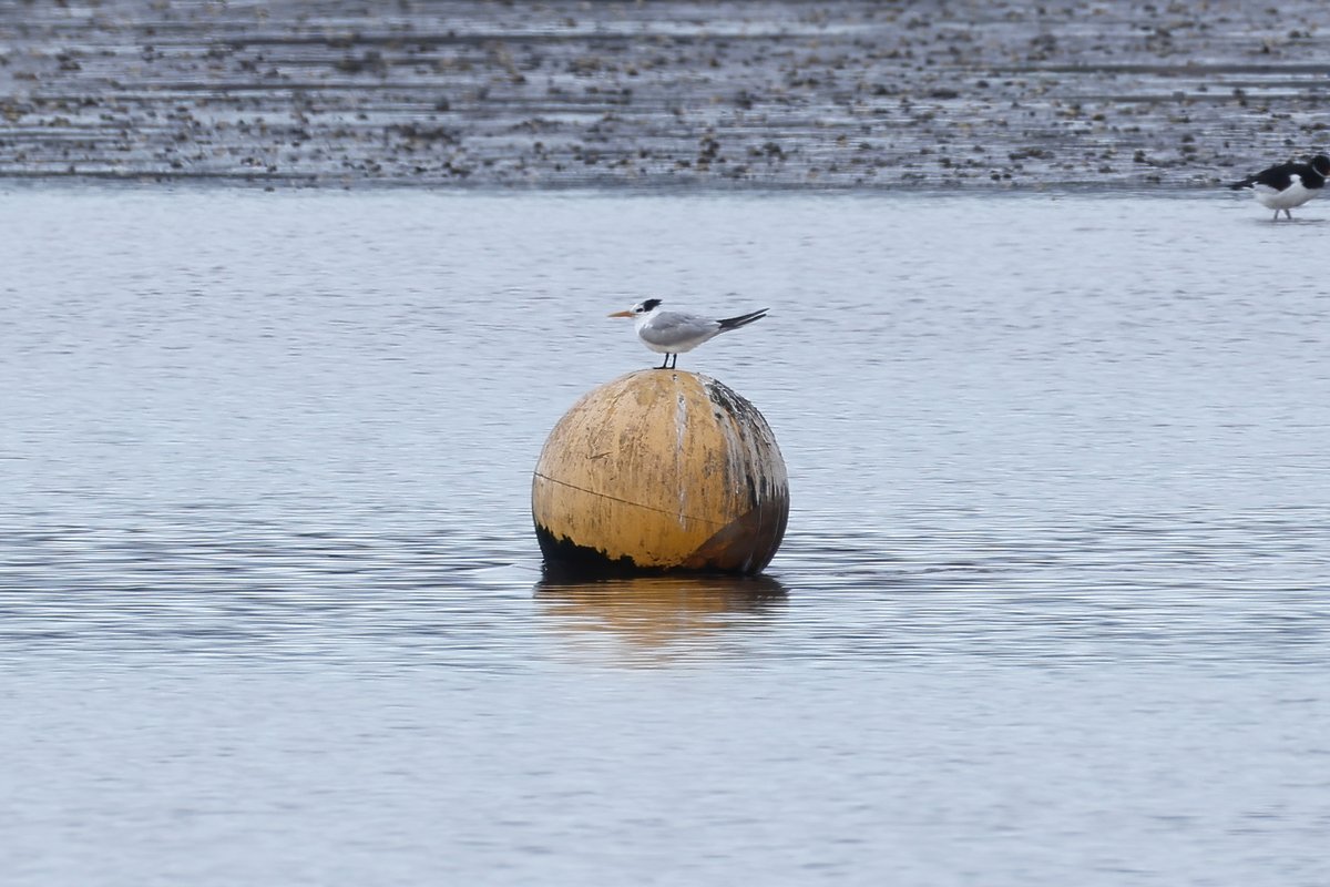 Shaun Ferguson 🇿🇦🇬🇧🏴󠁧󠁢󠁳󠁣󠁴󠁿 tweet media