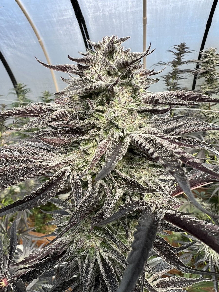 Sharks Foot is one of my favorites rn💚