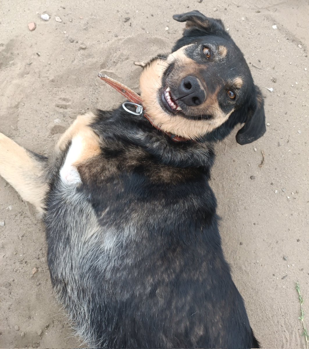 Size de böyle gülmesin mi bu çocuk? Hadi lütfen evinizi açın ona, artık bir yuvası olsun, sıcak yatakları, güzel oyuncakları... İzmir ve çevresi. Hadi n'olursun.