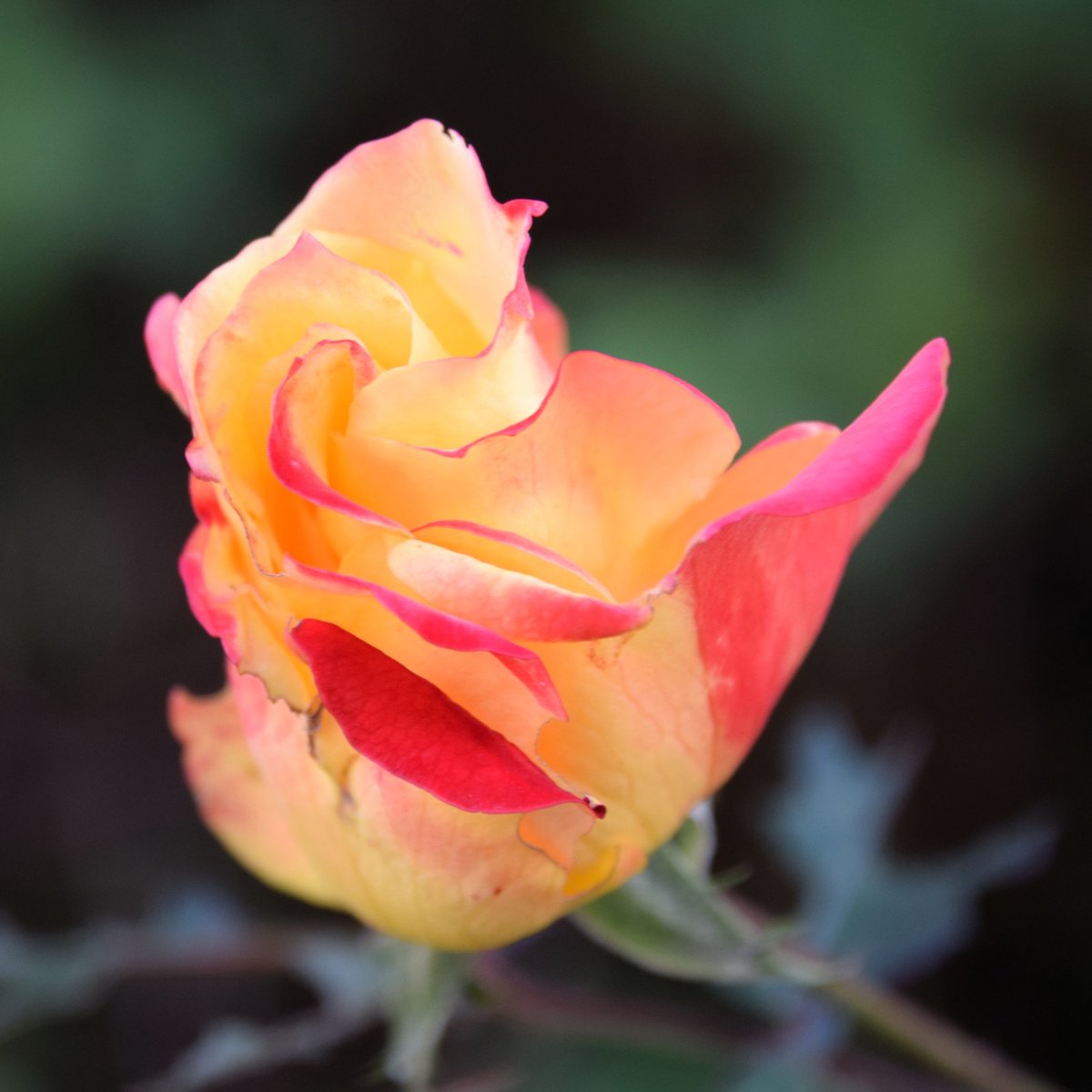 おはようございます🤗
薔薇の花言葉『感謝』
素敵な一日をお過ごしください🌹

＃庭の薔薇