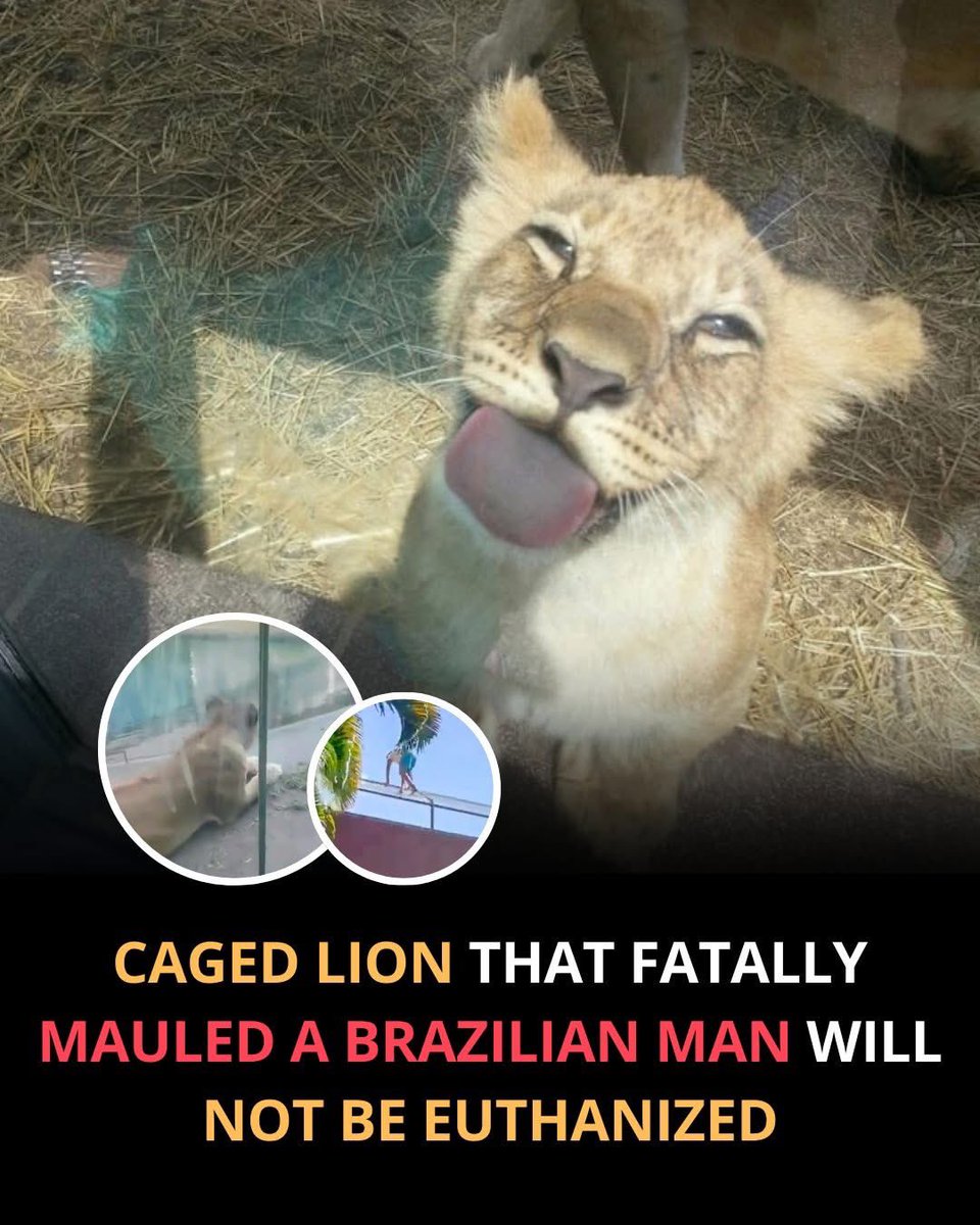 No animal should pay for a human mistake, and a zoo in Brazil has decided their lion will not be euthanized after a tragic incident.

A young man entered a restricted area of the enclosure, and the lion reacted on instinct. After reviewing what happened, officials confirmed the