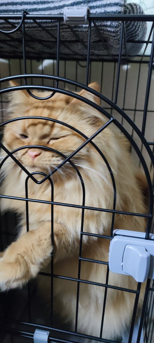 ふーちゃん＠猫オデ (@fu5danmemo) / Posts / X