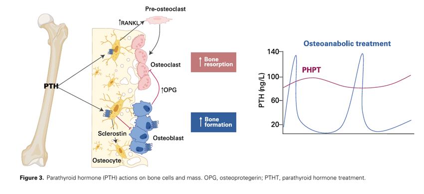 🦋Advances in the clinical management of parathyroid disorders: report from the 2024 workshop by the ESE educational program on parathyroid disorders

✍️El presente informe del Programa Educativo de la ESE sobre Trastornos Paratiroideos (Programa PARAT) presenta los últimos