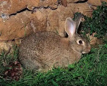 Antoni_Gelonch's tweet image. Durant anys els pagesos han clamat contra les plagues d porcs senglars, conills i cabirols, i ningú no els ha fet cas pq s’imposaven els criteris d funcionaris amb prevencions urbanes.Ha calgut q es produeixin crisis molt decisives x tal q es prenguin les mesures q reclamaven!