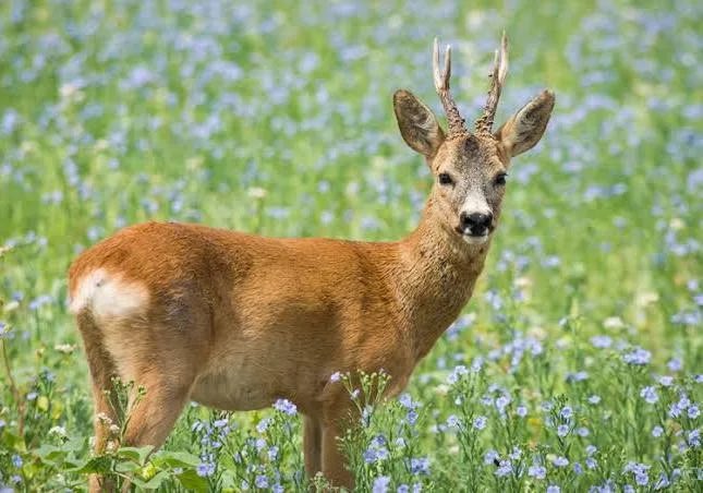 Antoni_Gelonch's tweet image. Durant anys els pagesos han clamat contra les plagues d porcs senglars, conills i cabirols, i ningú no els ha fet cas pq s’imposaven els criteris d funcionaris amb prevencions urbanes.Ha calgut q es produeixin crisis molt decisives x tal q es prenguin les mesures q reclamaven!