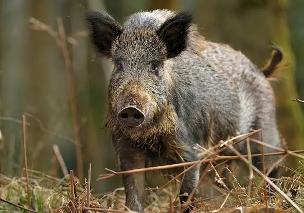 Antoni_Gelonch's tweet image. Durant anys els pagesos han clamat contra les plagues d porcs senglars, conills i cabirols, i ningú no els ha fet cas pq s’imposaven els criteris d funcionaris amb prevencions urbanes.Ha calgut q es produeixin crisis molt decisives x tal q es prenguin les mesures q reclamaven!