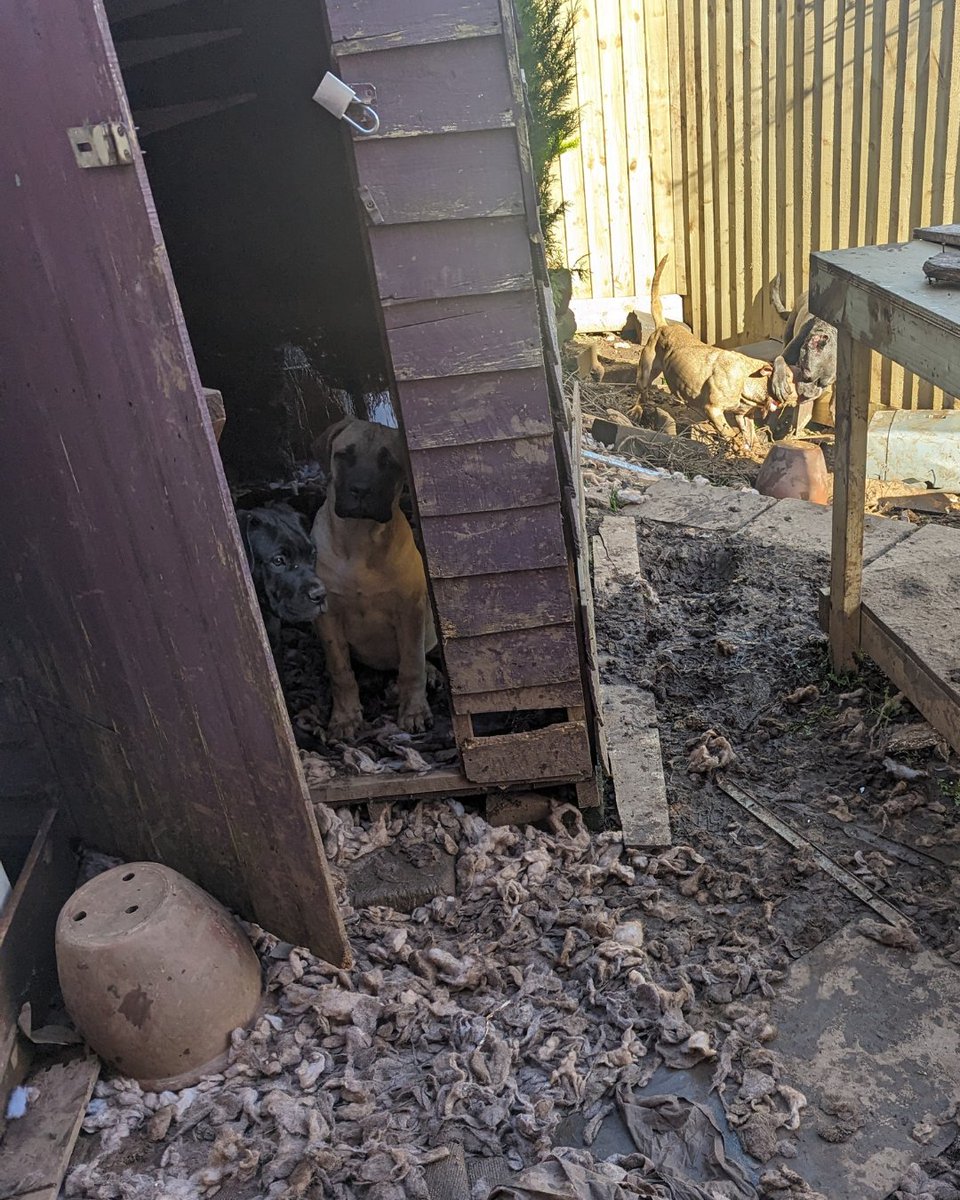 Sabre, Bella and Hooper were among six dogs rescued from neglectful conditions in a muddy garden 😥

After being seized by police, the pups were rehabilitated at <a href="/RSPCAWestHatch/">RSPCA WestHatch Wild</a> and have all been happily rehomed.

See how your donations make a difference: bit.ly/49ez0XH